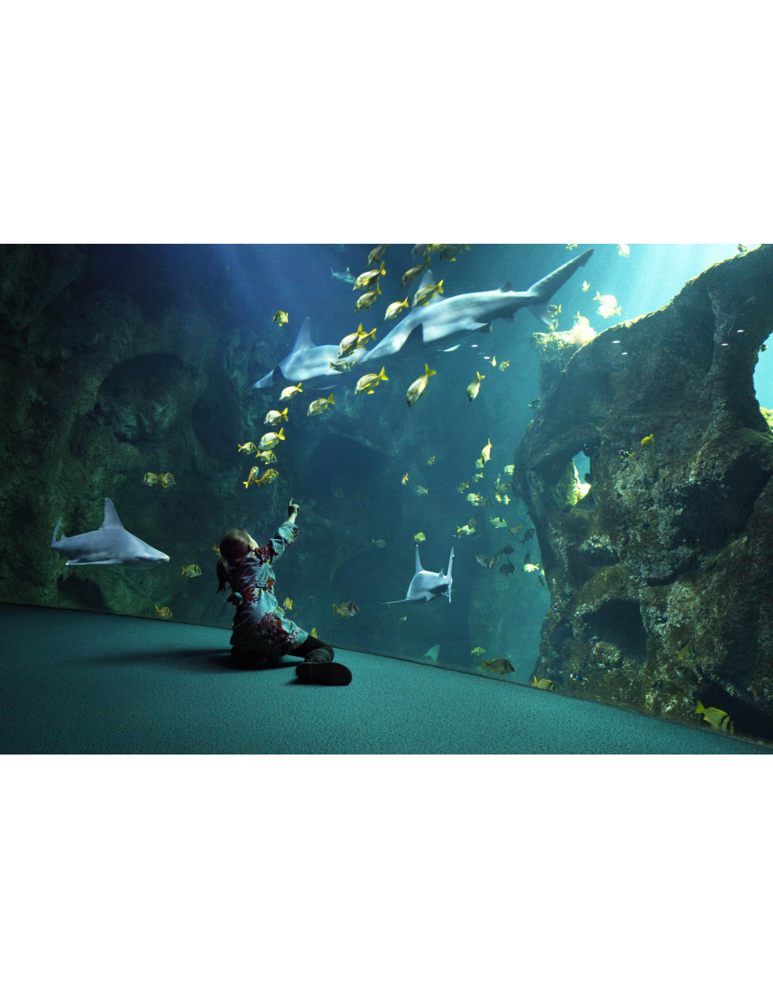 Code Promo Aquarium La Rochelle Aout 2022 Billets Aquarium de la Rochelle
